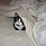 mette -