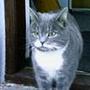 Ditte Z