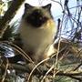 Sidsel S