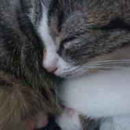 Katja - Elsker Sin Lille Lurifax <3