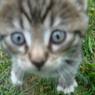 Mischa J