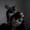 kirstine N