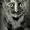 Ane Lucille