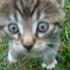Mischa J