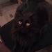Katte tricks?