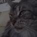 Hvordan finder jeg hurtigst et nyt hjem til mine Maine coon katte?