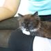Katten tisser alle steder