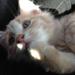 Maine Coon killing - vægt?