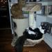 EFTERLYSNING MAINE COON HORSENS