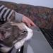 tandbehandling nu hoster katten ??