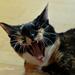 Usocial kat - alt for social?