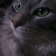 Henriette L