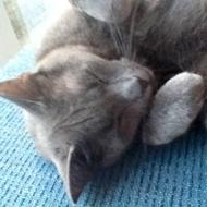 HG styre Vi er engle!