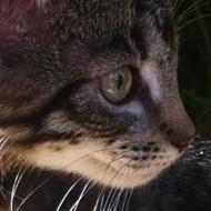 Anna *med katten Nala*