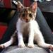 Min kat halter