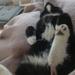 Selvvalgt "staldkat"