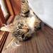 Syg maine coon