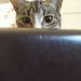 Tynd kat