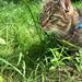 Katte pension 