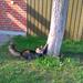 gode råd ang. at vænne en kat og hund til at bo sammen