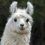 Lama