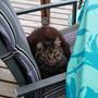 *R.I.P. min elskede Freddy*