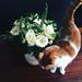 Hund og kat imellem