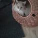 Generelt om min Maine Coon 