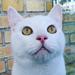 Konkurrence: Kat I Profil Photo 