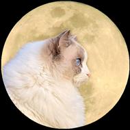 Luna S
