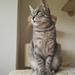 Er min kat en Maine Coon?
