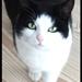 Kattesorg