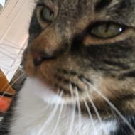 MeOli