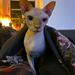 Tandpleje af Sphynx katte