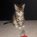 Min kat har lopper...