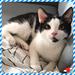 Oplevelser med Kittycare