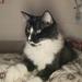 Har problemer med at rede min maincoon killing