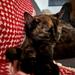 Hvorfor tisser vores kat i sengen?