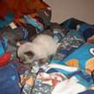 thomas n