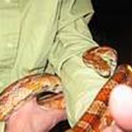 Villy *Team Mittetat* A