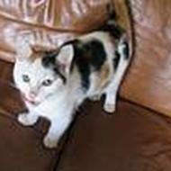 Ida savner sin bolette '