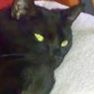 bo m