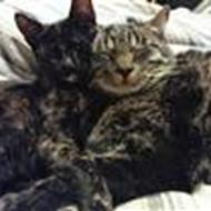 Anne -  Hittekat magneten .