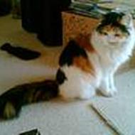 louise n
