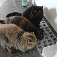 Camilla >^..^<