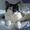 Cecilie H
