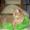 cecilie a