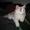 jesper k