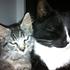 Line - Bette pjok & Bobcat /