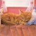 Ny kat--